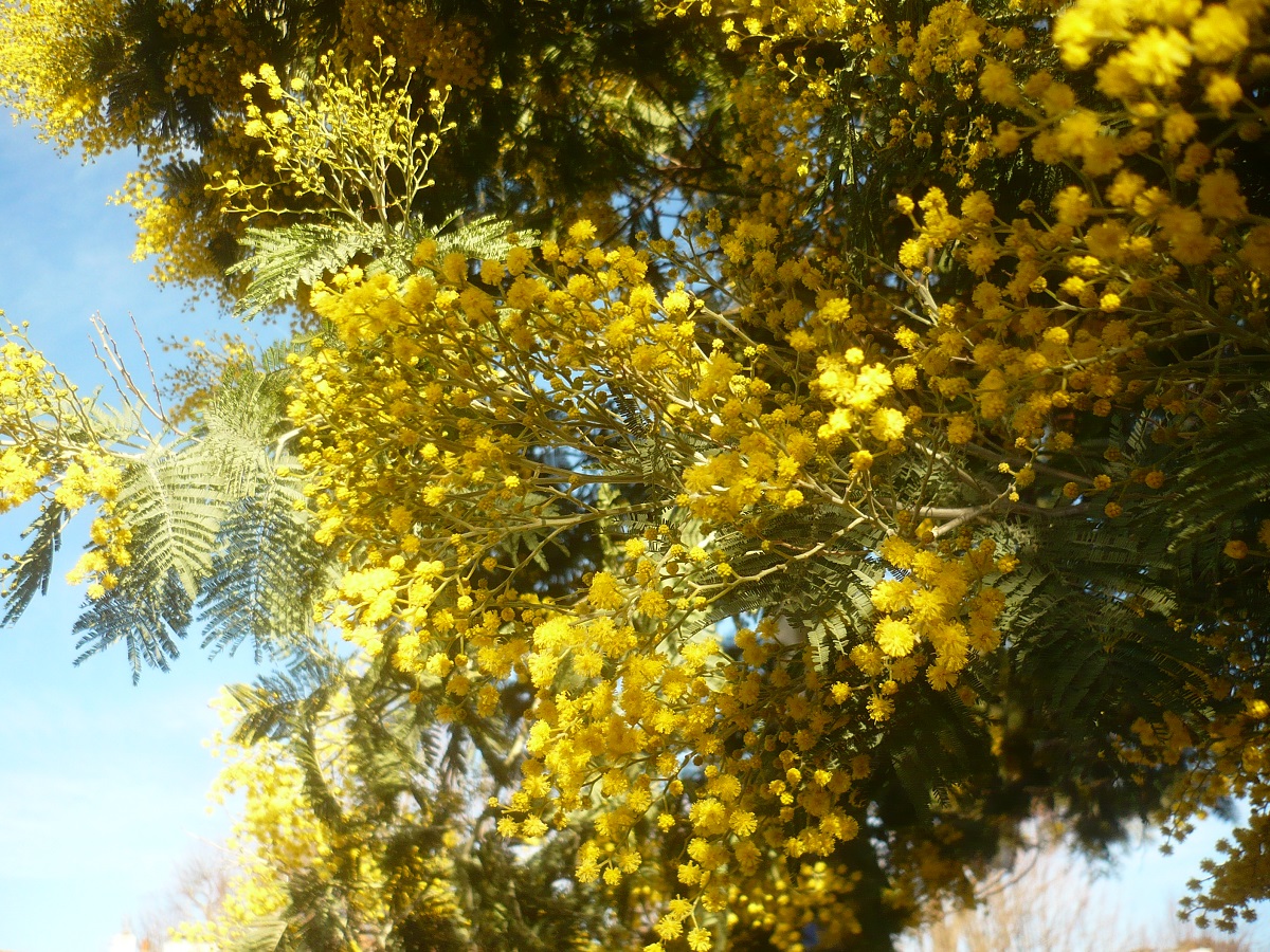 Acacia dealbata (Fabaceae)